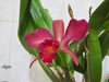 SLC Jewel Box`Scheherazade